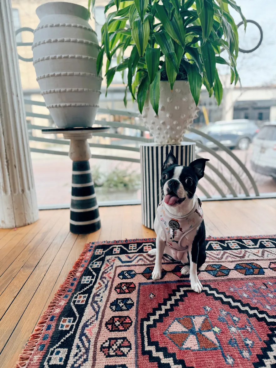 A vintage Persian rug on wood floors, with the resident Boston Terrier sitting on it.
